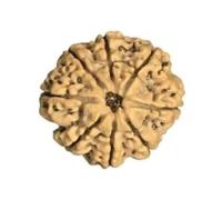 Rudrashiv Blessing 8 Nepal Rudraksha Mukhi/Lord Ganesha/Size 30mm-32mm/Loose Bead/IGL Lab Certified/Eight Rudraksha Mukhi Nepal