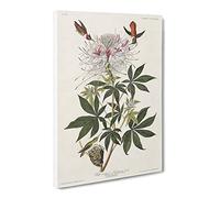 Ruff Necked Hummingbirds By John James Audubon Canvas Print | Gallery Wrapped 30mm Frame Wall Art | 20x14 inches | Ready to Hang | Retro Picture | Living Room Bedroom Lounge Office