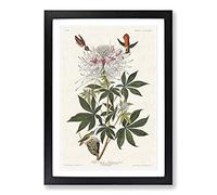 Ruff-Necked Hummingbirds by John James Audubon Framed Print | A2 Black Framed Wall Art | Ready to Hang | Modern Nature Picture | Living Room Bedroom Lounge Office