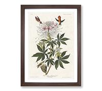 Ruff-Necked Hummingbirds by John James Audubon Framed Print | A2 Walnut Framed Wall Art | Ready to Hang | Modern Nature Picture | Living Room Bedroom Lounge Office
