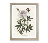 Ruff Necked Hummingbirds By John James Audubon Vintage Framed Print | A4 Oak Framed Wall Art | Ready to Hang | Classic Nature Picture | Living Room Bedroom Lounge Office