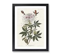 Ruff Necked Hummingbirds By John James Audubon Vintage Framed Wall Art Print, Ready to Hang Picture for Living Room Bedroom Home Office Décor, Black A4 (34 x 25 cm)