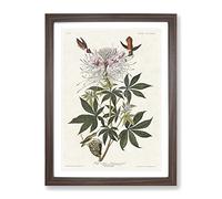 Ruff Necked Hummingbirds By John James Audubon Vintage Framed Wall Art Print, Ready to Hang Picture for Living Room Bedroom Home Office Décor, Walnut A4 (34 x 25 cm)