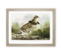 Ruffed Grouse Partridge By W.B. Gillette Vintage Framed Print | A4 Oak Framed Wall Art | Ready to Hang | Classic Nature Picture | Living Room Bedroom Lounge Office