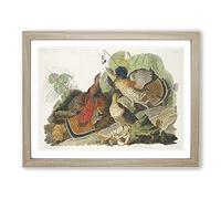 Ruffled Grouse Birds By John James Audubon Vintage Framed Print | A3 Oak Framed Wall Art | Ready to Hang | Classic Nature Picture | Living Room Bedroom Lounge Office