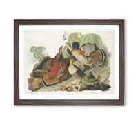 Ruffled Grouse Birds By John James Audubon Vintage Framed Print | A4 Walnut Framed Wall Art | Ready to Hang | Classic Nature Picture | Living Room Bedroom Lounge Office
