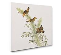 Rufous headed Warblers Bird by Elizabeth Gould Canvas Print | Gallery Wrapped 30mm Frame Wall Art | 20x20 inches | Ready to Hang | Retro Animals Picture | Living Room Bedroom Lounge Office