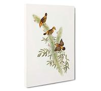 Rufous-Headed Warblers by Elizabeth Gould Canvas Print | Gallery Wrapped 30mm Frame Wall Art | 30x20 inches | Ready to Hang | Modern Picture | Living Room Bedroom Lounge Office