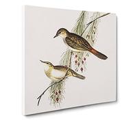 Rufous tinted Song larks Bird by Elizabeth Gould Canvas Print | Gallery Wrapped 30mm Frame Wall Art | 20x20 inches | Ready to Hang | Retro Animals Picture | Living Room Bedroom Lounge Office