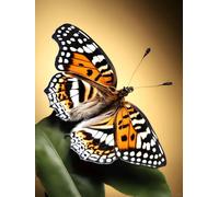 Rug Making Kit For Adults Fantasy Butterfly Animal Diy Embroidery Cushion Rug，Latch Hook Kits Crochet Carpet Set With Pre-Print For Beginners And Adults Tapestry Kit Small 31x63in