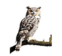 Rug Making Kit For Adults Owl Animal Latch Hook Rug For Diy With Cushion Tools Sets Cross Stitch Kit For Beginners And Adults Embroidery Tapestry set Large 31x45in