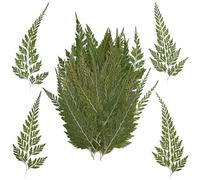 RUGBOL 48 Pcs Dried Flowers, Pressed Flowers Leaves Natural Ferns Dried Plant for DIY Papper Crafts Jewelry Candle Soap Vase Making Scrapbook Art Decors