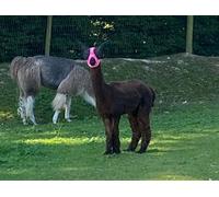 Ruggles Lycra Pull On Fly Mask With Ears for Alpacas and Sheep - Eye Protection from Bugs and Insects (Pink, Alpaca-Sheep Large)