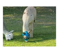 Ruggles Lycra Pull On Fly Mask With Ears for Alpacas and Sheep - Eye Protection from Bugs and Insects (Aqua, Alpaca-Sheep Large)