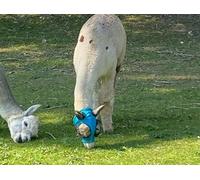 Ruggles Lycra Pull On Fly Mask With Ears for Alpacas and Sheep - Eye Protection from Bugs and Insects (Aqua, Alpaca-Sheep Small)