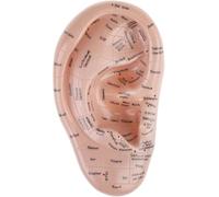RuiJOTWAT 17Cm Soft Ear Model, Pvc, For Ear Anatomy And Laboratory Research Use