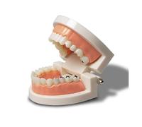 RuiJOTWAT Caries Research Model, 1:1 False Adult Teeth Model For Oral Hygiene, Teaching Children Dental Anatomy, Oral Care Education