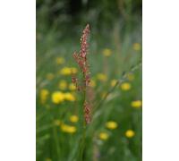 Rumex Acetosa Common Sorrel 6 Plug Plants Wildflower