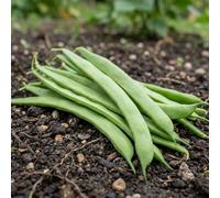 Runner Bean Lady Di Seeds (Organic) - Stringless Climbing Vegetable Variety - High Yield Tender Pods - Ideal for Garden Growing - Summer Harvest Crop