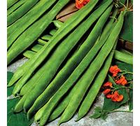 Runner Bean Scarlet Emperor - Fresh and Tasty Beans - Large Pods with Excellent Flavour - for Your Kitchen Garden