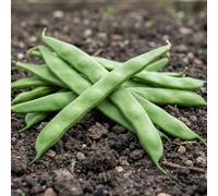 Runner Bean Scarlet Emperor Seeds (Organic) - Traditional Climbing Variety - Long Tender Pods with Rich Flavour - High Yield Summer Crop - Ideal for Garden Growing