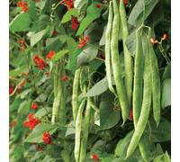 Runner Bean Scarlet Emperor Seeds - Vegetable - High Yield - Annual