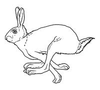 'Running Hare' Rubber Stamp - Unmounted Design for Crafting & Scrapbooking, A7 (RS00038902)