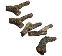 RUNROTOO 5pcs Ancient Moss Worm Fossil Specimens for Teaching Fossil Material, for Science Education and Party Decorations