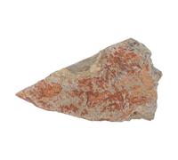 RUNROTOO Fern Specimen Scientific Collection, Prehistoric Plant Model for Study, Authentic Paleontology Leaf Specimen Art Display
