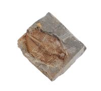 RUNROTOO Trilobite Real Specimen Collection Geological Display Box for Educational Paleontology and Science Study
