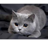 Ruohuo Grey Cat Diamond Art Kits for Adults,5D Diamond Painting Grey Cat DIY Full Square Drill Cross Stitch Crystal Art Diamond Pictures for Home Canvas Decor Sequin Gem Arts Crafts 20x28 inch-743