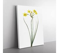 Rush Daffodil Flowers By Pierre Joseph Redoute Vintage Canvas Wall Art Print Ready to Hang, Framed Picture for Living Room Bedroom Home Office Décor, 50x35 cm (20x14 Inch)