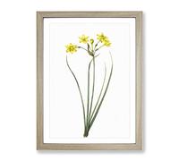 Rush Daffodil Flowers By Pierre Joseph Redoute Vintage Framed Wall Art Print, Ready to Hang Picture for Living Room Bedroom Home Office Décor, Oak A4 (34 x 25 cm)