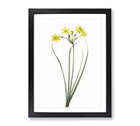 Rush Daffodil Flowers By Pierre Joseph Redoute Vintage Framed Wall Art Print, Ready to Hang Picture for Living Room Bedroom Home Office Décor, Black A3 (34 x 46 cm)