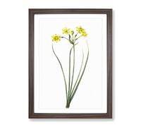 Rush Daffodil Flowers By Pierre Joseph Redoute Vintage Framed Wall Art Print, Ready to Hang Picture for Living Room Bedroom Home Office Décor, Walnut A4 (34 x 25 cm)
