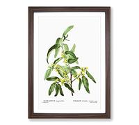 Russian Olive Tree Flowers by Pierre-Joseph Redoute Framed Print | A2 Walnut Framed Wall Art | Ready to Hang | Modern Floral Picture | Living Room Bedroom Lounge Office