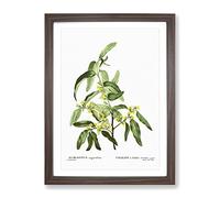 Russian Olive Tree Flowers By Pierre Joseph Redoute Vintage Framed Print | A3 Walnut Framed Wall Art | Ready to Hang | Classic Floral Picture | Living Room Bedroom Lounge Office