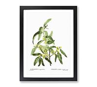 Russian Olive Tree Flowers By Pierre Joseph Redoute Vintage Framed Print | A4 Black Framed Wall Art | Ready to Hang | Classic Floral Picture | Living Room Bedroom Lounge Office