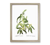Russian Olive Tree Flowers By Pierre Joseph Redoute Vintage Framed Wall Art Print, Ready to Hang Picture for Living Room Bedroom Home Office Décor, Oak A4 (34 x 25 cm)