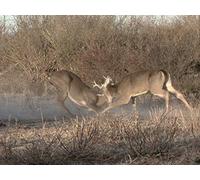 Rut Time at the Double Dime