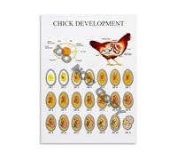 RVBLRDSE Science Poster Chick Embryo Development Timeline Chart Canvas Wall-Art for Biology Enthusiasts and Students Decor(Framed,12x18inch(30x45cm))