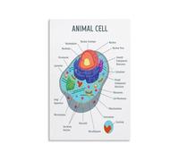 RVBLRDSE Science Wall Art Animal Cell Poster, Labeled Diagram for Biology Classroom, Educational Anatomy Decor for Teachers, Students, Bedroom & Living Room(Unframed,08x12inch(20x30cm))