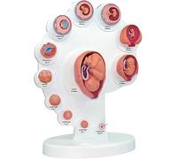 Ryanong 4D Fetus Organ Growth Process Model, Anatomical Human Fetal Development Model, Fetus Uterine Embryo Development Model Human Anatomy Model for Medical Teaching Supply