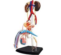 Ryanong 4D Male Reproductive Anatomy Model System Anatomical of Human Organs 1: 2 of The Doctor of The of The reproductive 25 Part