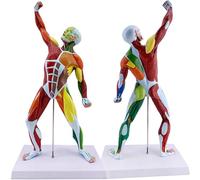 Ryanong 50cm Miniature Muscular System Model 20 Human Muscle Anatomy Displaying Superficial and Structure of The Body Detailed Product for Art Teaching for Explanation"