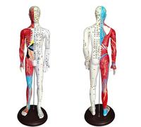 Ryanong 60cm/23.6inch Acupuncture and Muscle Anatomical Male Model - Pressure Point and Meridians for Acupuncturists and Other Medical Professionals Training Teaching Education