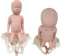 Ryanong Childbirth Demonstration Pelvis Model, Life Size Female Pelvis Baby Model with Pelvic Floor Muscles Model, Anatomy Medical Model for Science Education, Gynecology.