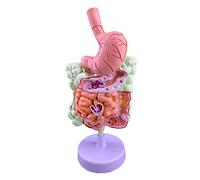 Ryanong Educational Science Model Minified Human Large Intestine Stomach Pathology Model Disc Laboratory Learning Equipment