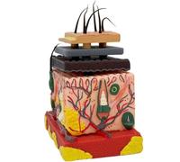 Ryanong Human Body Skin and Hair Follicle Structure 3D Assembly of The Layered Model for Cosmetic Hospital Teaching for Teaching in Beauty Hospitals