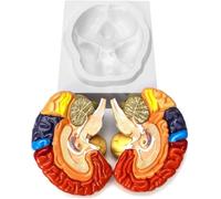 Ryanong Human Brain Anatomical Model, 2 Half Pieces Colour Coded Human Regional Brain Model Life Size Human Brain Model for Clinical Teaching and Practical Training.